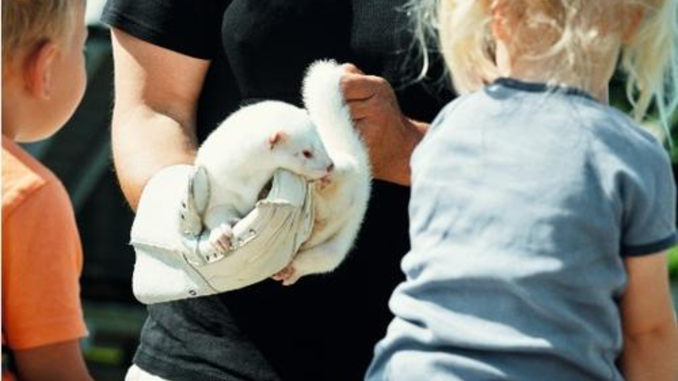 Wie behandeln wir dänischen Nerz?