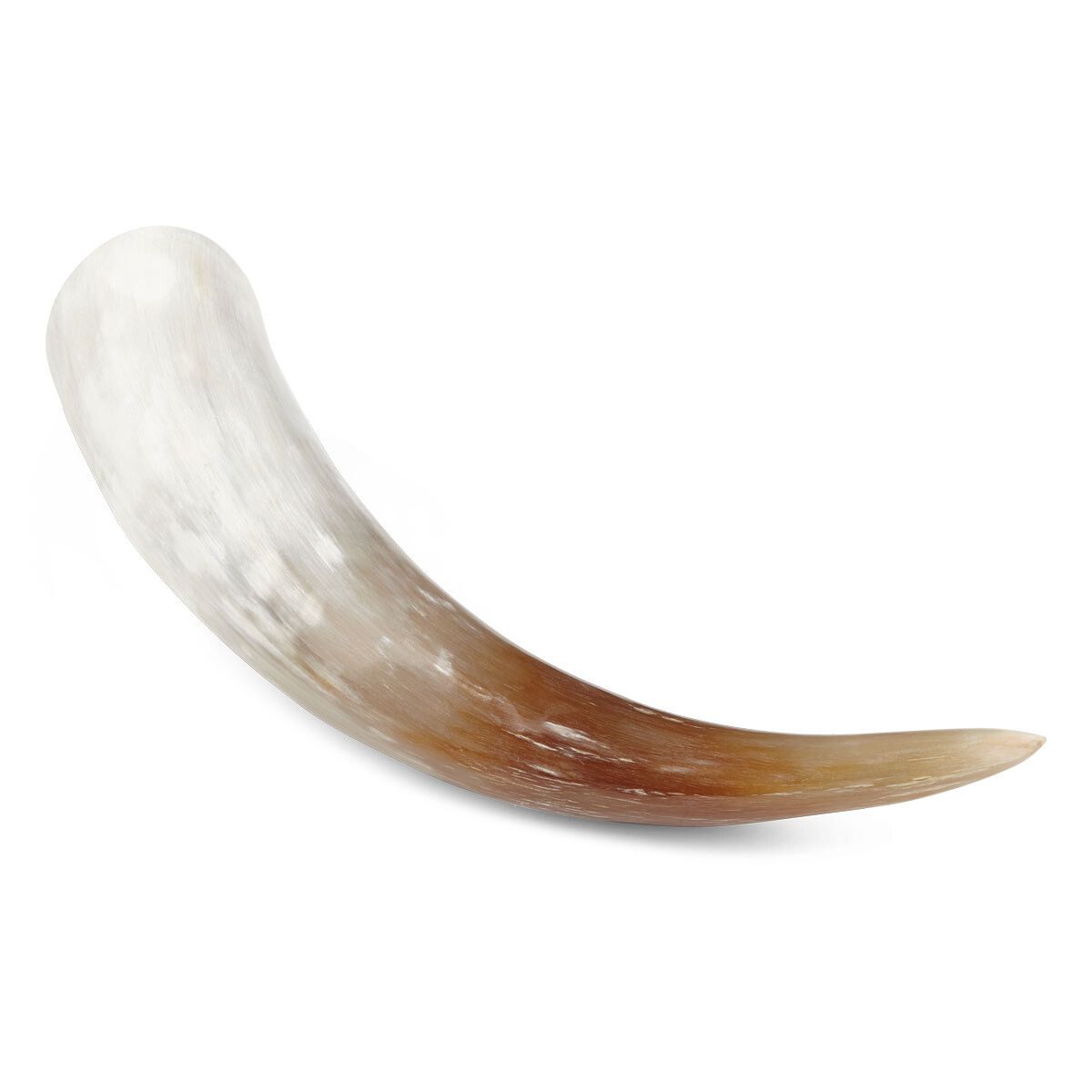 Watusi Kuhhorn | Südafrika | Poliert