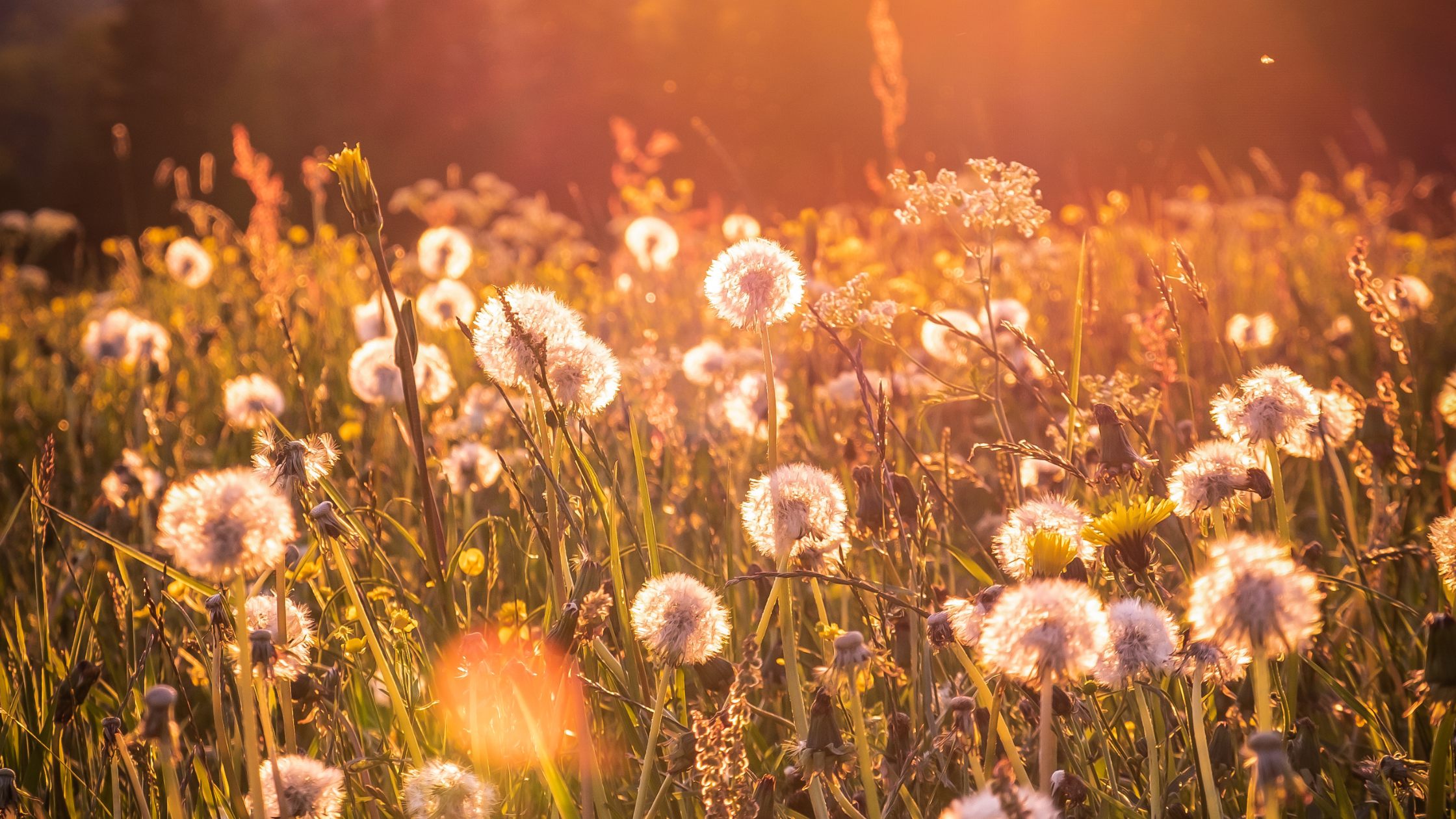 Der Frühling ist da