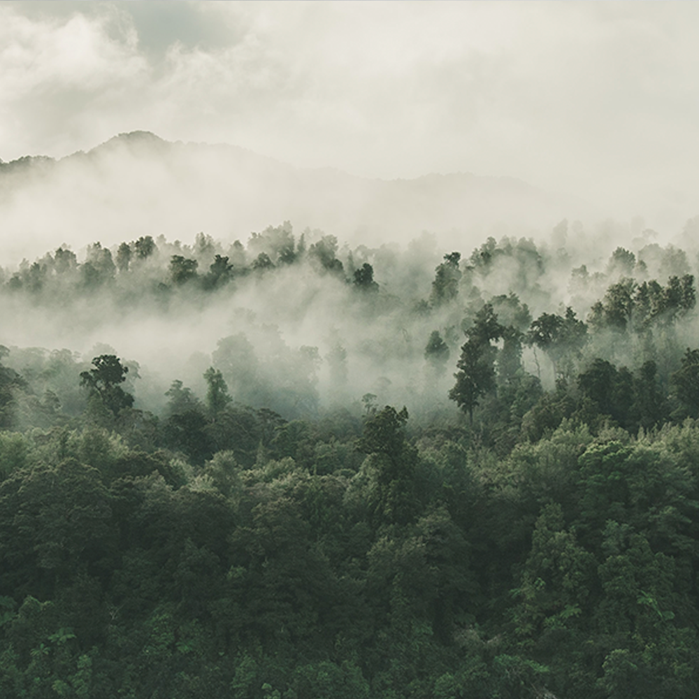 Wald mit Nebel